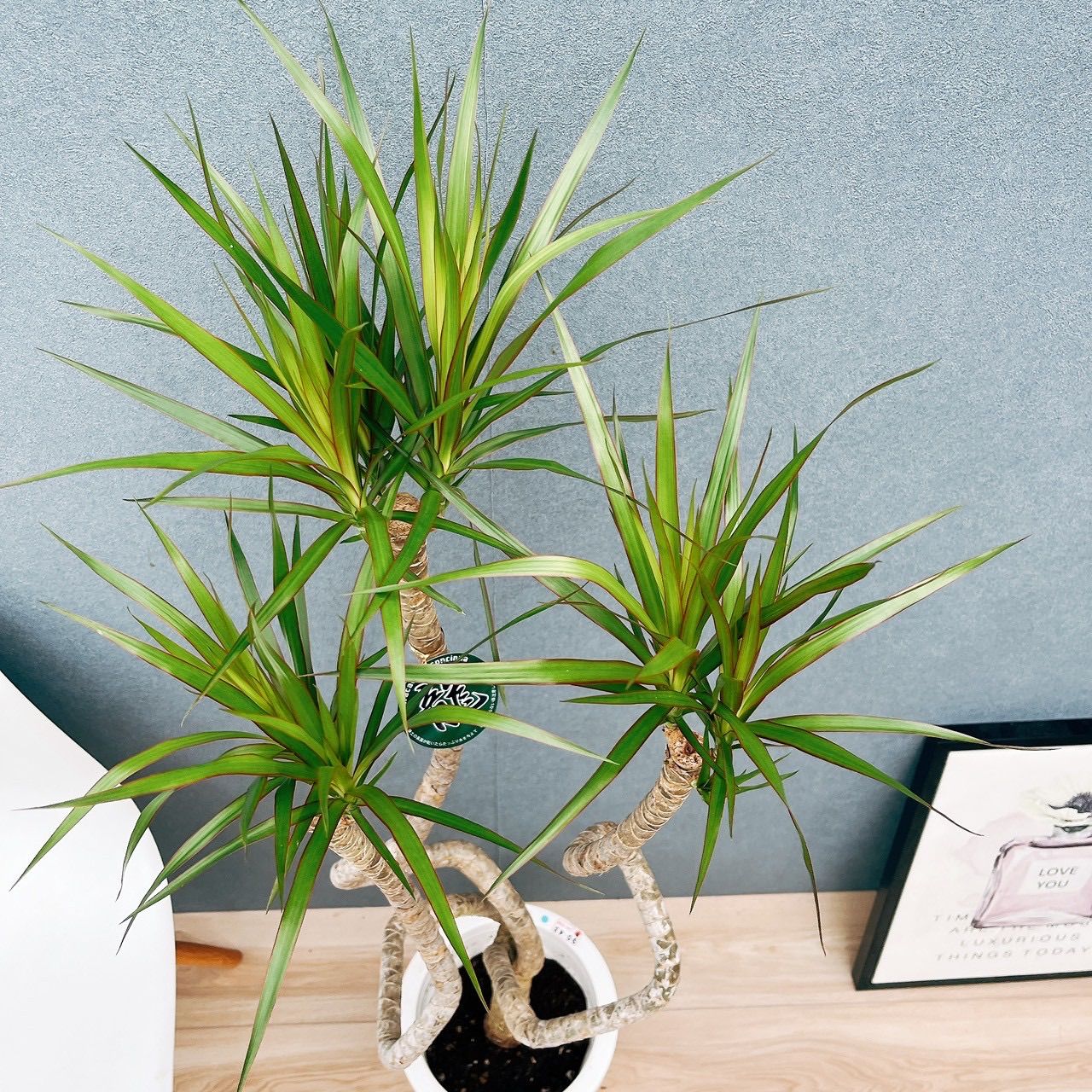 現品］※売約済※ 法人価格 3番 ドラセナ コンシンネ 龍 曲がり 8号 観葉