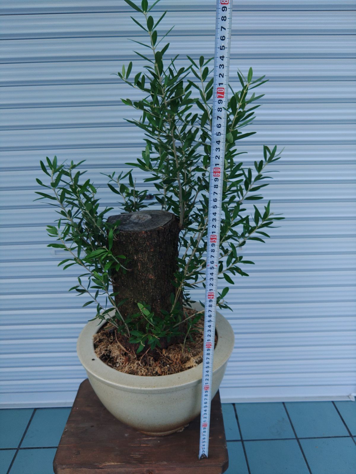 オリーブミッション古木盆栽仕立て - メルカリ