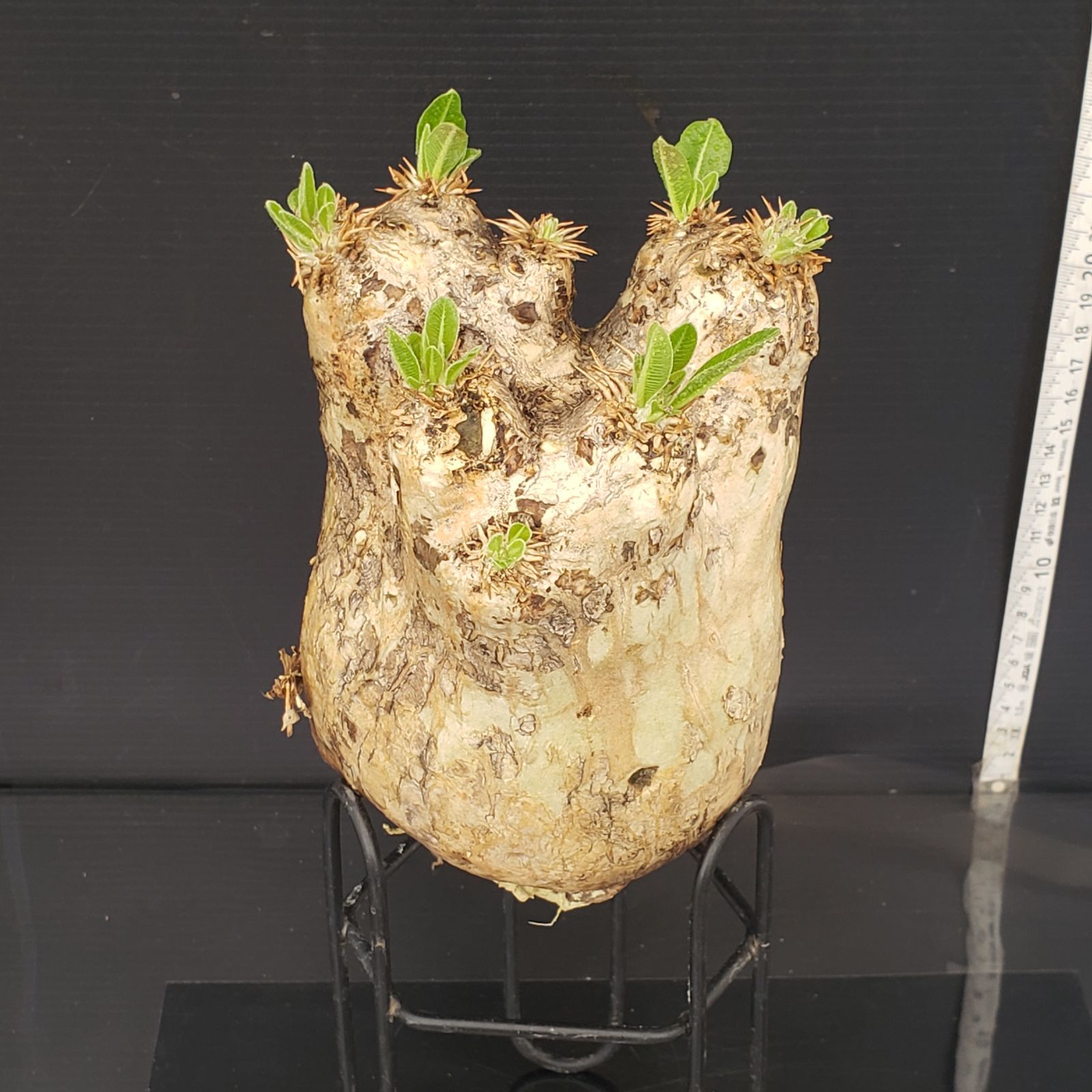 発根済】パキポディウム・エブレネウム Pachypodium eburneum 発根済み