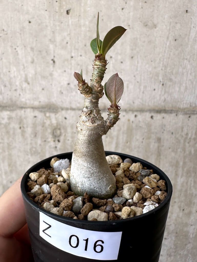 現品限り】アデニウム・アラビカム【Z16】 Adenium arabicum