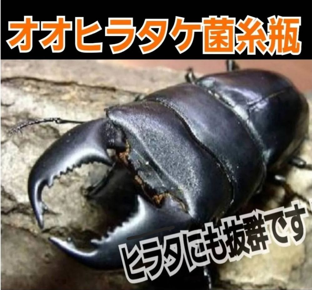 ヒラタ ノコギリ