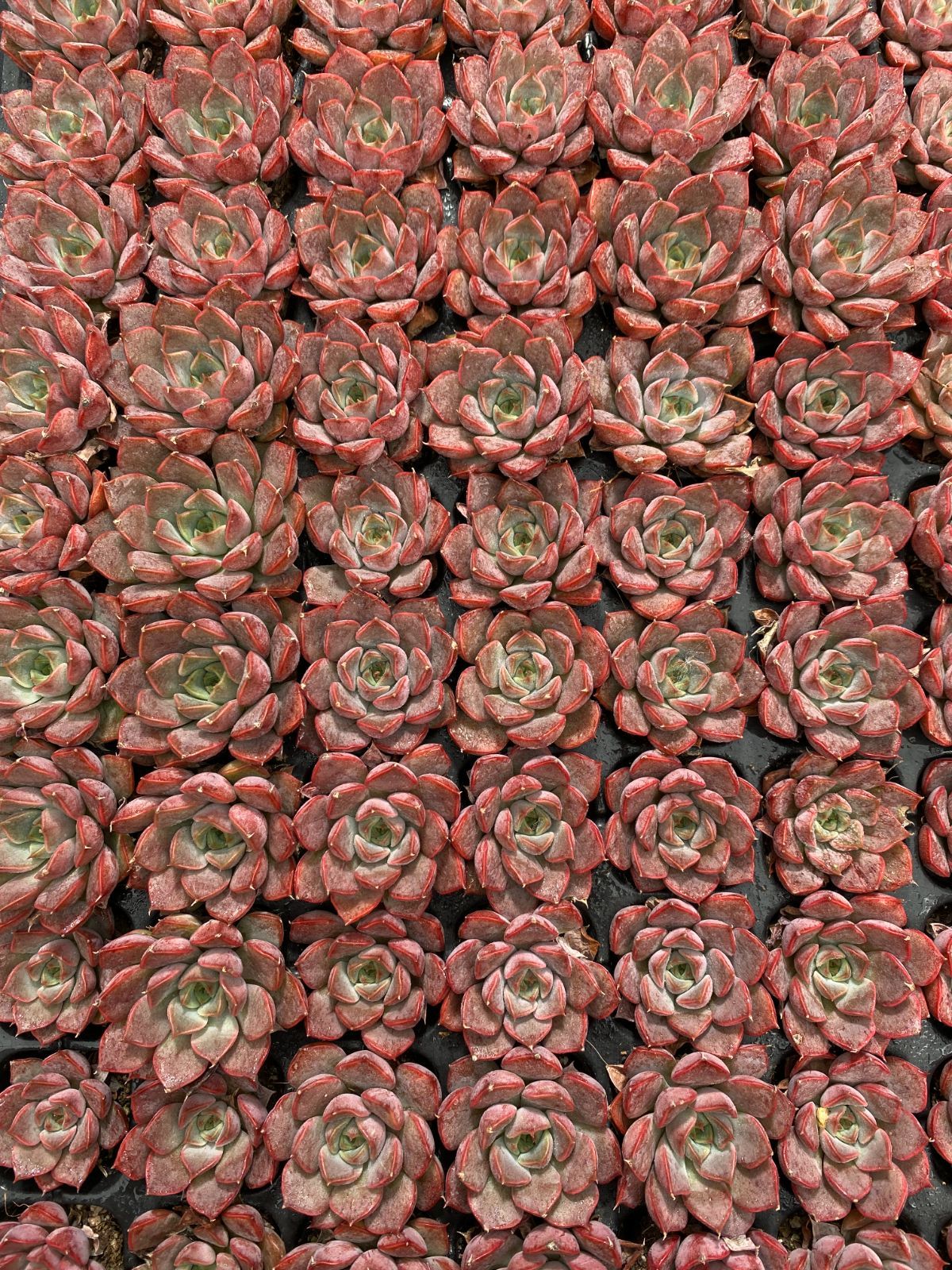 新入荷 ピンクワイン 鮮やかな105苗セット 土と根付き 多肉植物