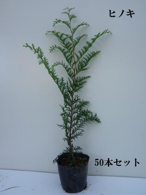 50本セット ヒノキ樹高0.5m前後10.5cmポット