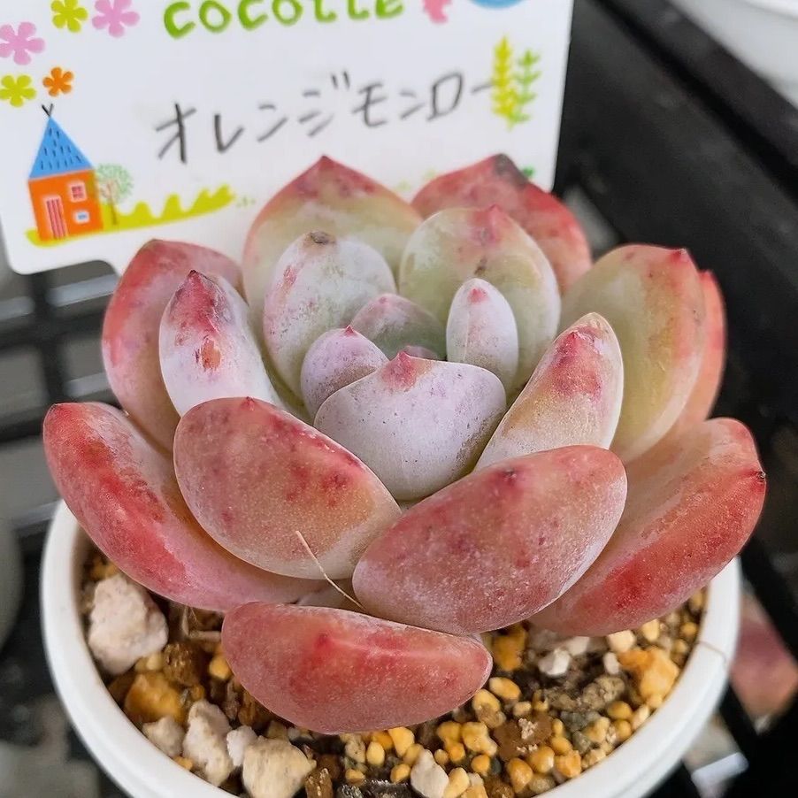 オレンジモンロー 多肉植物 韓国苗 抜き苗 - メルカリ