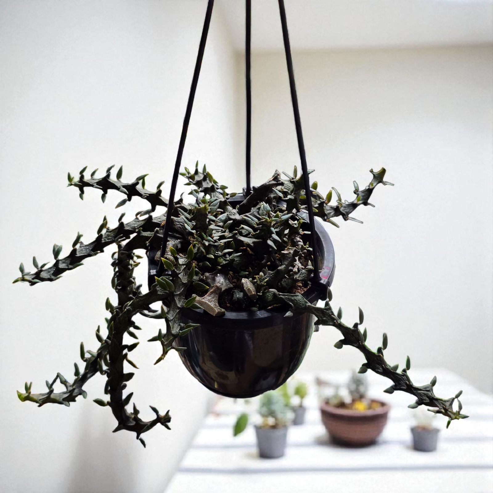 ☆初版set 坂口尚 12色物語 HISASHI SAKAGUCHI 初版完結set 坂口尚