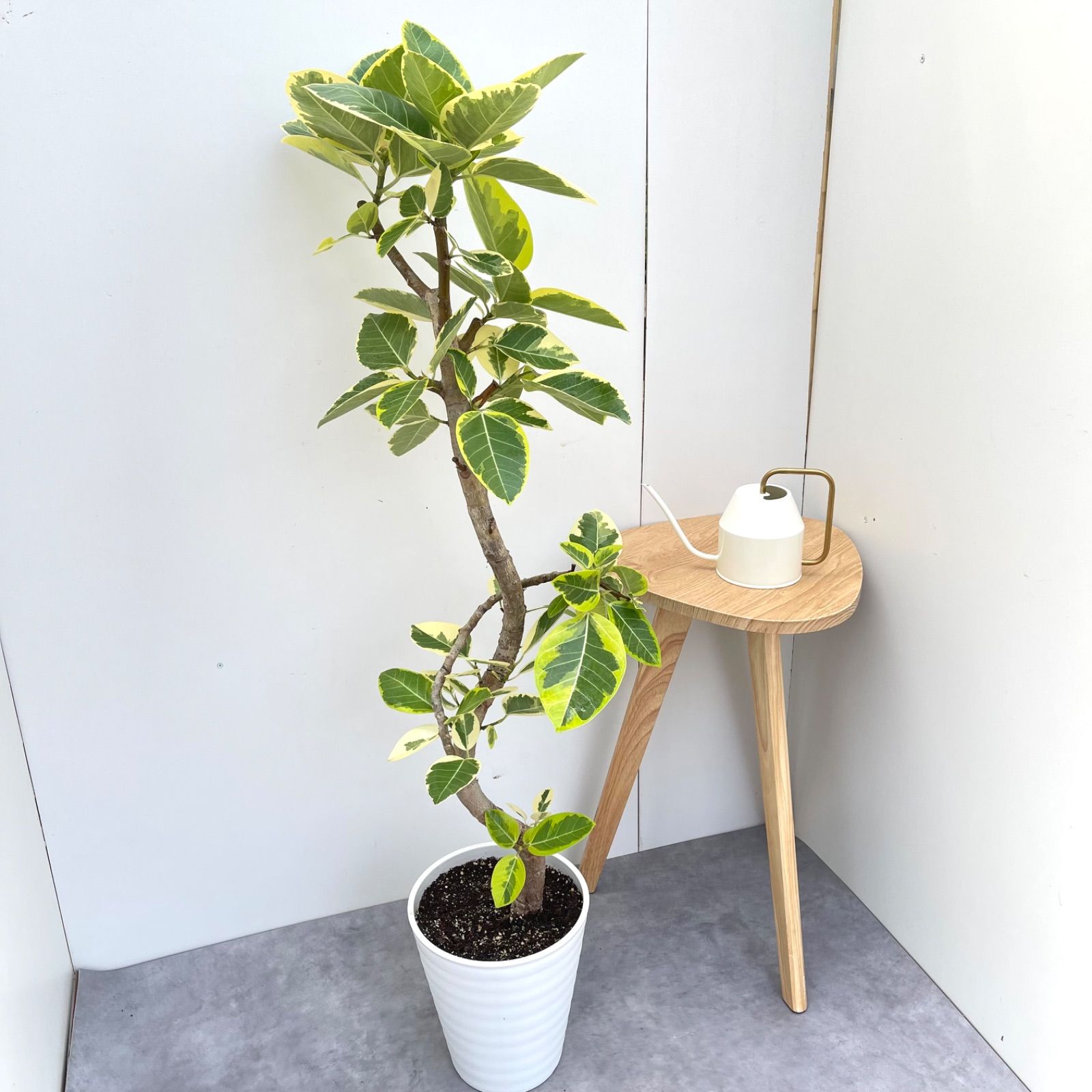 フィカス アルテシマ 曲がり 5【現品】観葉植物 室内 大型 現品