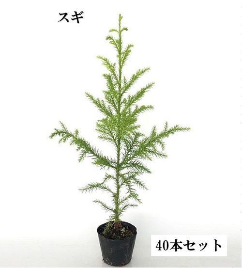 40本セット スギ樹高0.8m前後10.5cmポット