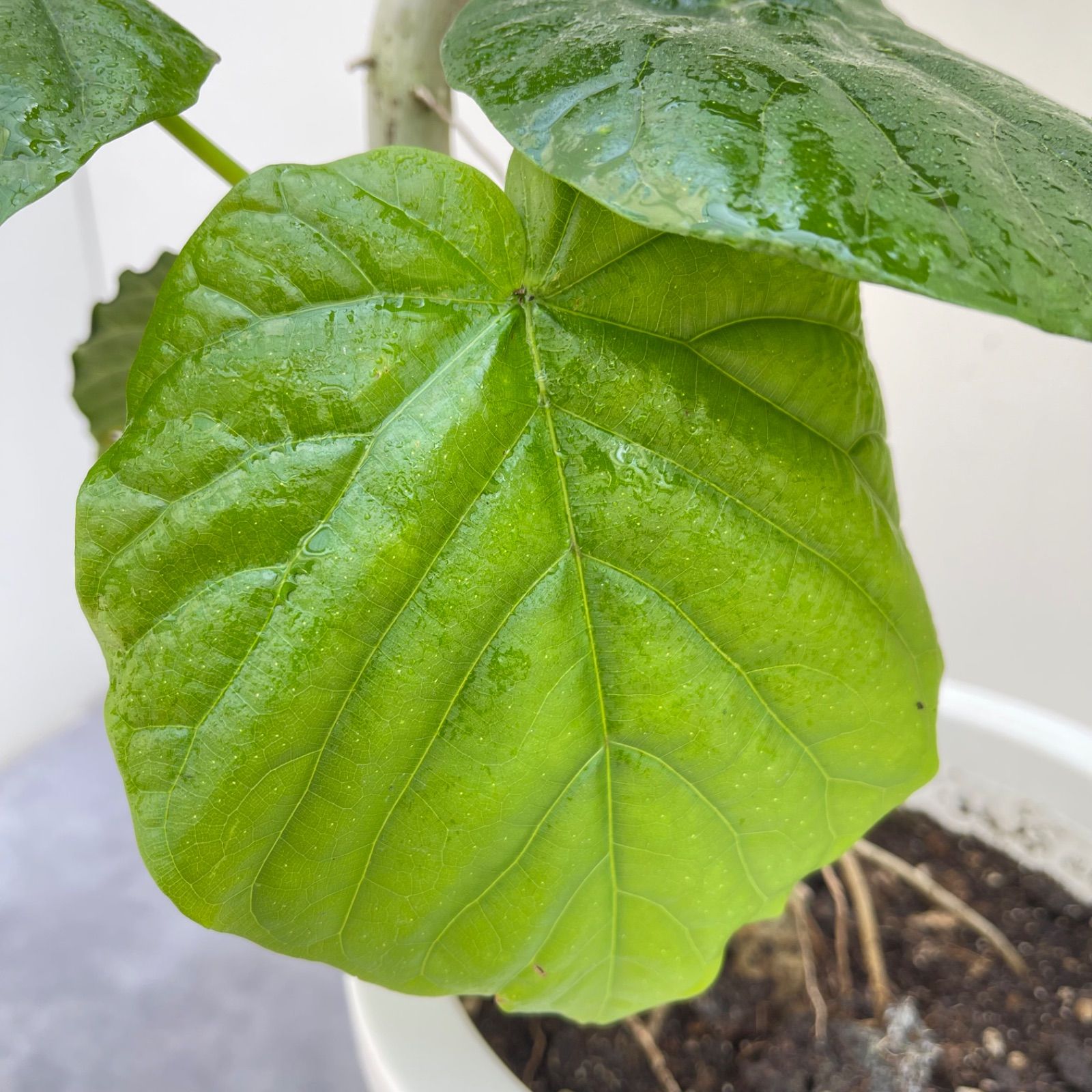 観葉植物