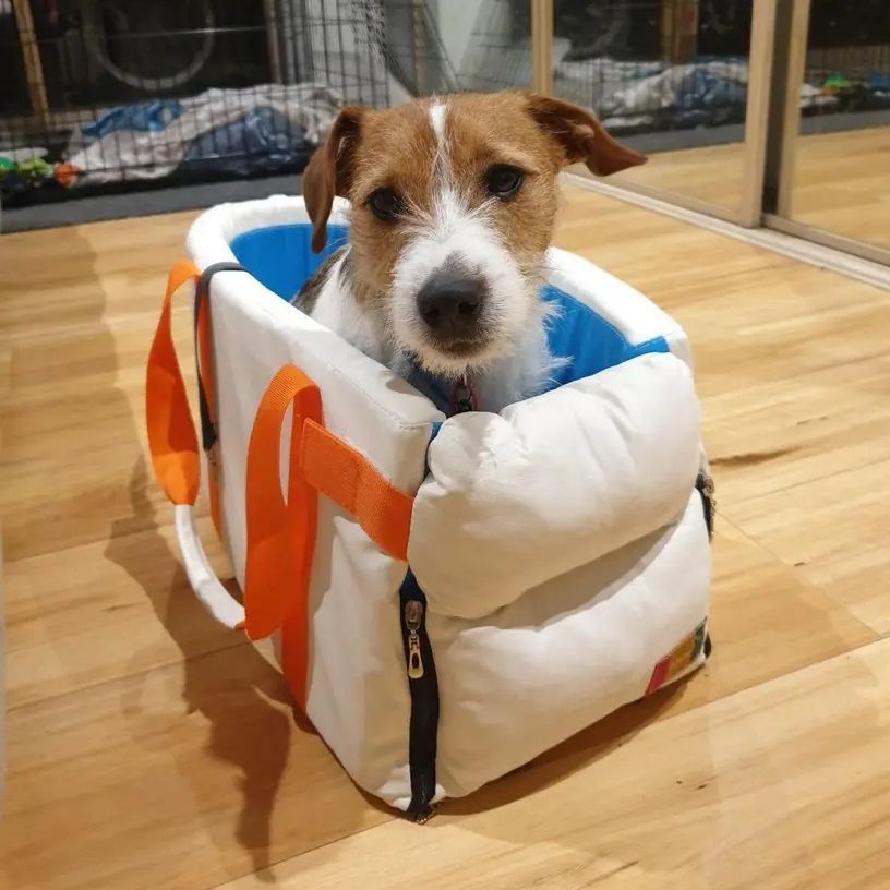 犬 猫