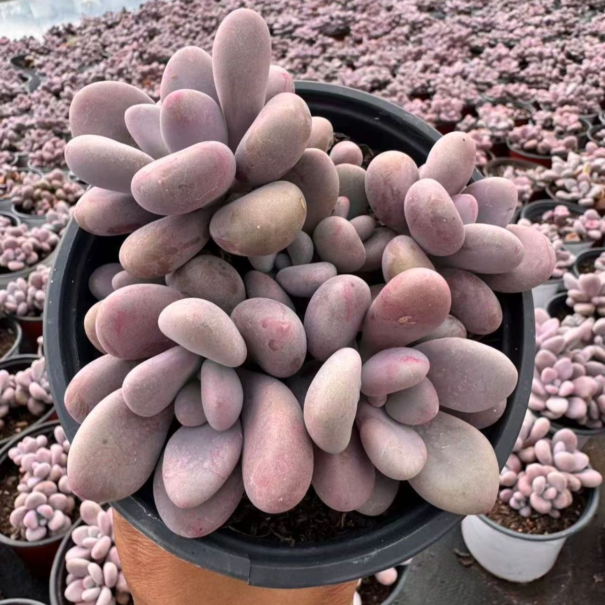 マイバッハ(超特大群生)◎多肉植物 カット苗 韓国苗 アエオニウム マイバッハ(超特大群生)◎多肉植物 カット苗 韓国苗 アエオニウム 多肉