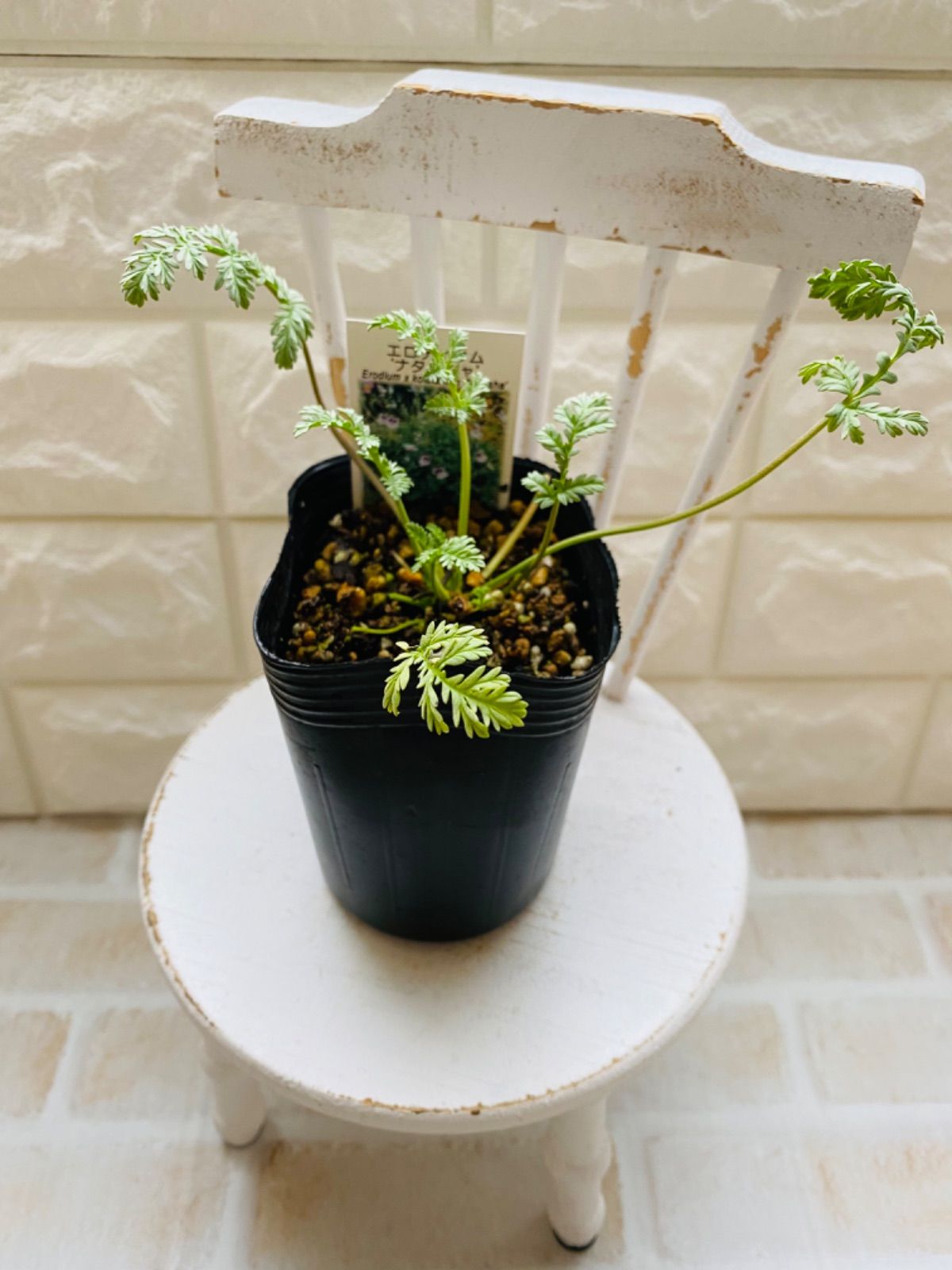 再入荷 エロディウム ナターシャ ポット 苗 ヒメフウロ 姫フウロ メルカリshops