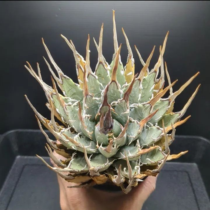 アガベ ユタエンシス エボリスピナ 発根済み 陶器鉢（アガベ