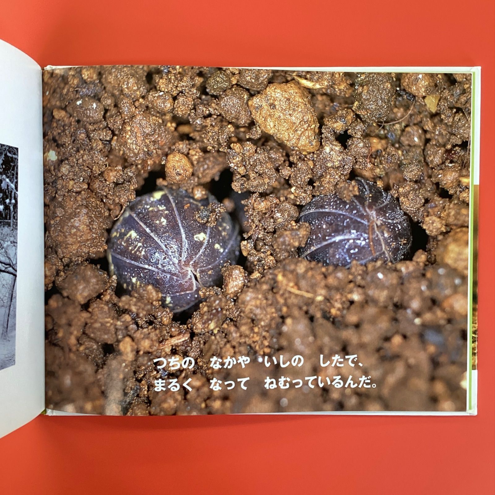 ダンゴムシページ ダンゴムシの本/奥山風太郎+みのじ/まるまる一冊だんごむし