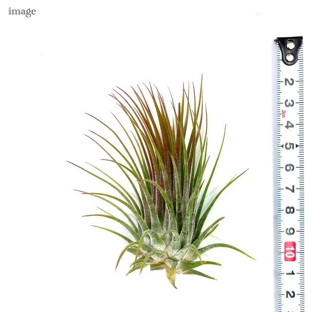 チランジア　イオナンタ　グアテマラ チランジア イオナンタ 'グアテマラ' L size (エアープランツ) - メルカリ