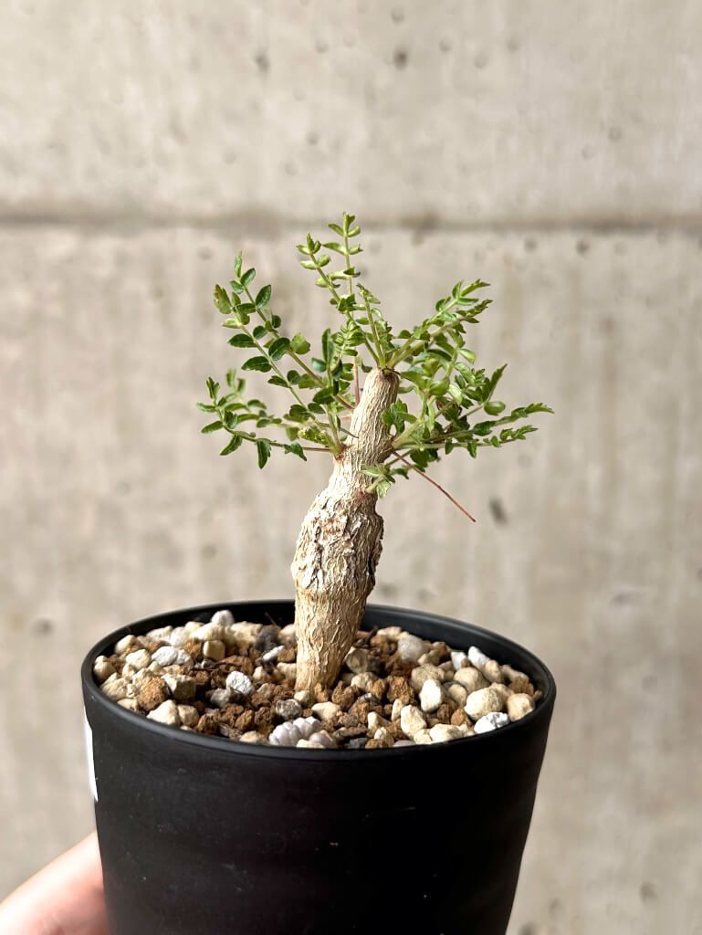 Boswellia neglecta ②ボスウェリア ネグレクタ パキプス コミフォラ パキポディウム グラキリス