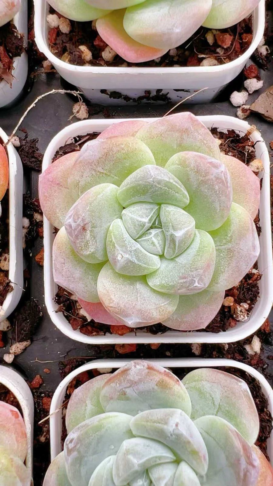 96株の抜き苗セット アイスグリーン 多肉植物 佐川急便発送 エケベリア 韓国苗 LL2494