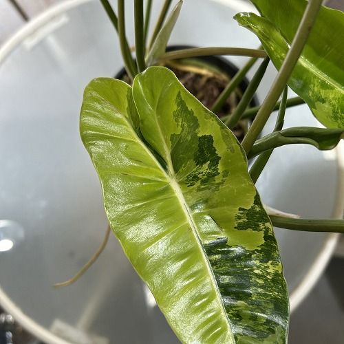 観葉植物 フィロデンドロン バールマルクス 斑入り 5号ポット(現品 