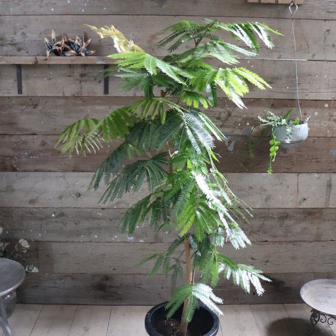 エバーフレッシュ 観葉植物 室内用 超大型