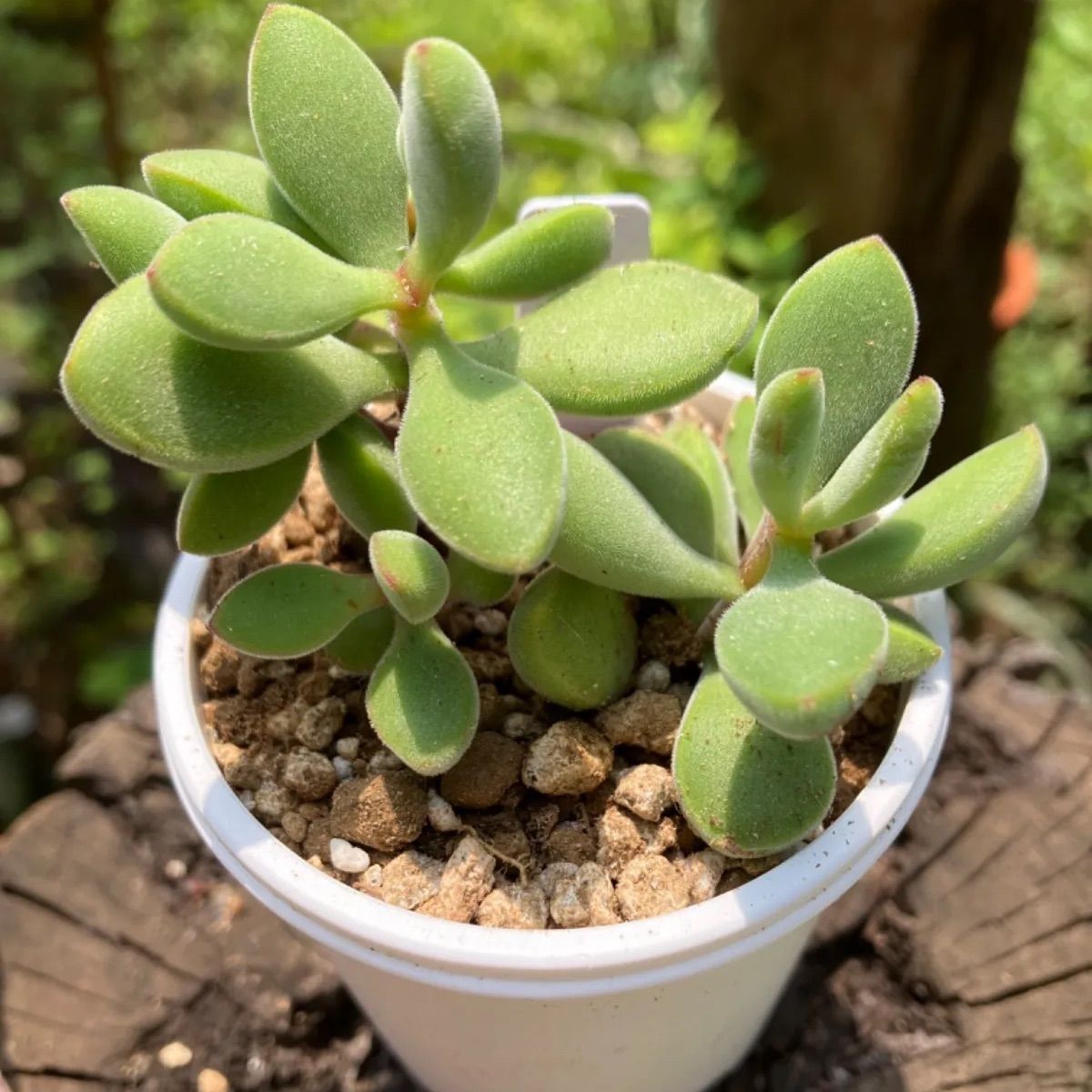 多肉植物 ロゲルシー - その他多肉植物