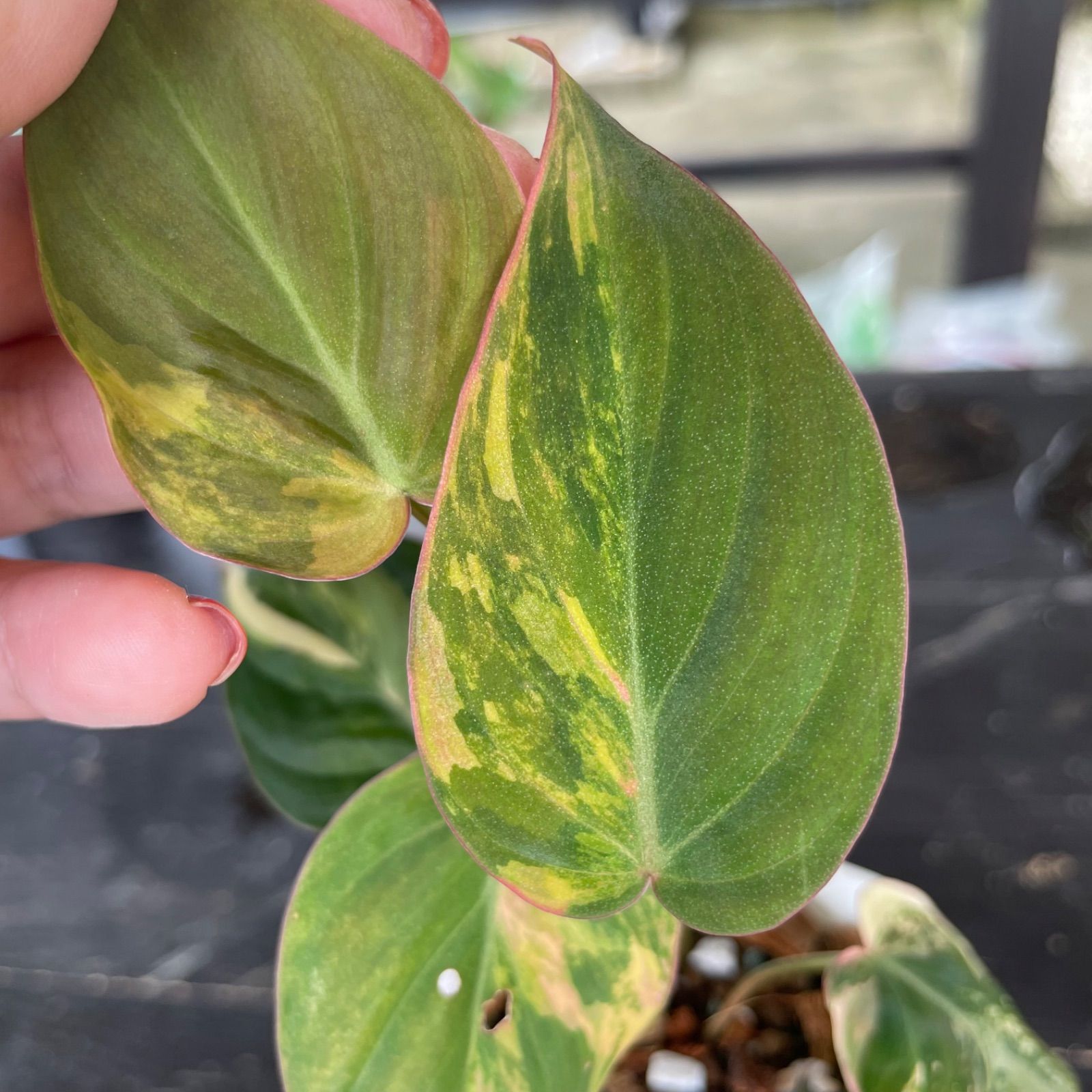 美斑】 フィロデンドロン ミカンス ピンク 斑入り philodendron