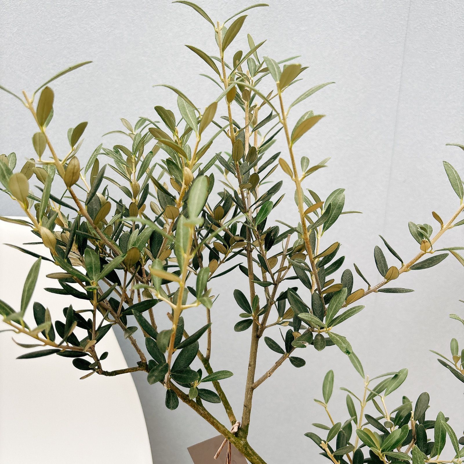 オリーブ　マンザニロ　2 現品］2番 創樹 オリーブ マンザニロ 7号 観葉植物 ベランダ