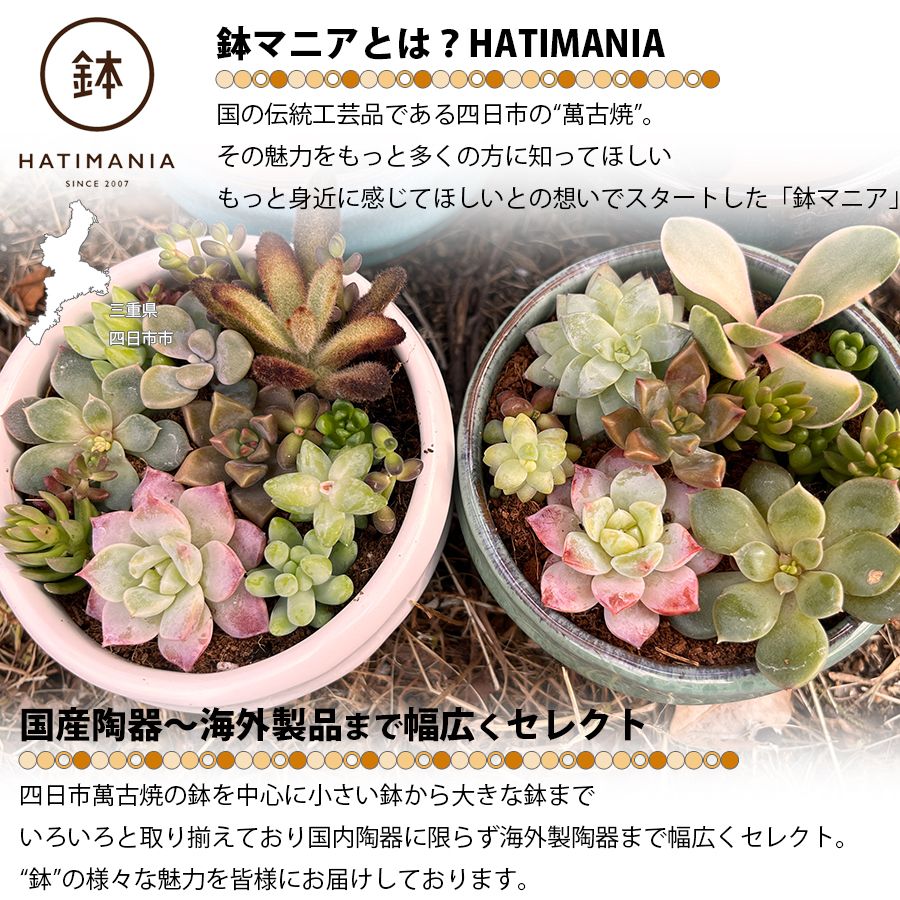多肉植物おまかせ寄せ植え HATIMANIA 3号 1006W 鉢づくし ミニ盆栽