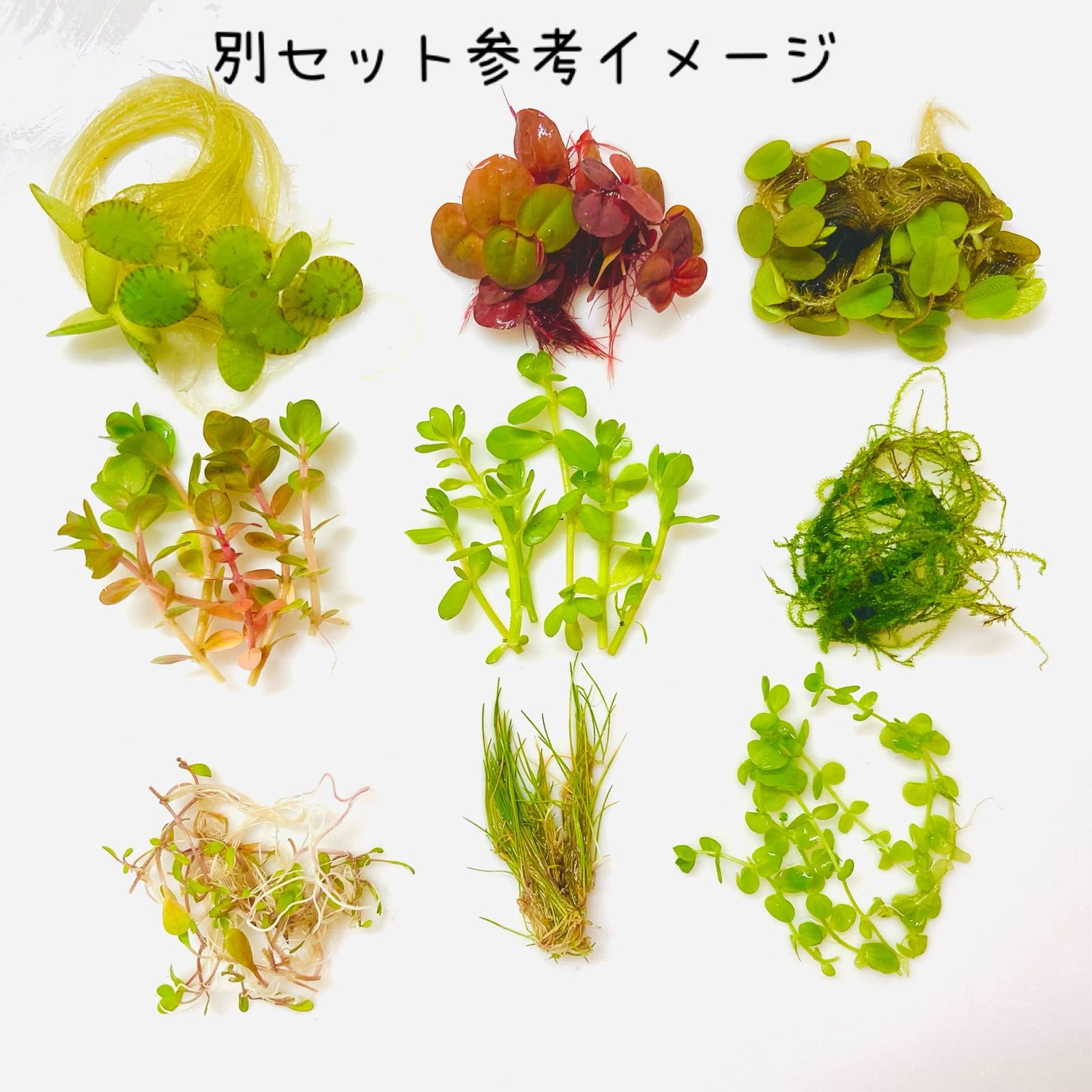 ビオトープ用水草セット - 水草