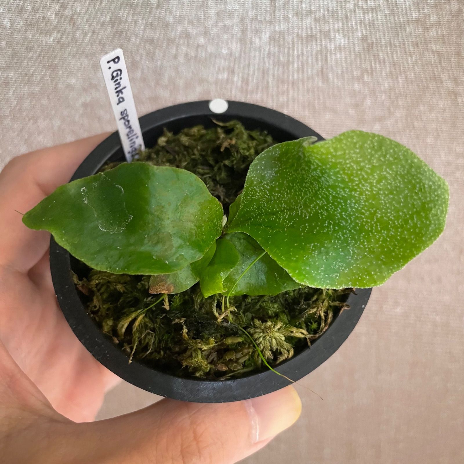 Platycerium P. Ginka sporelings ビカクシダ - メルカリ