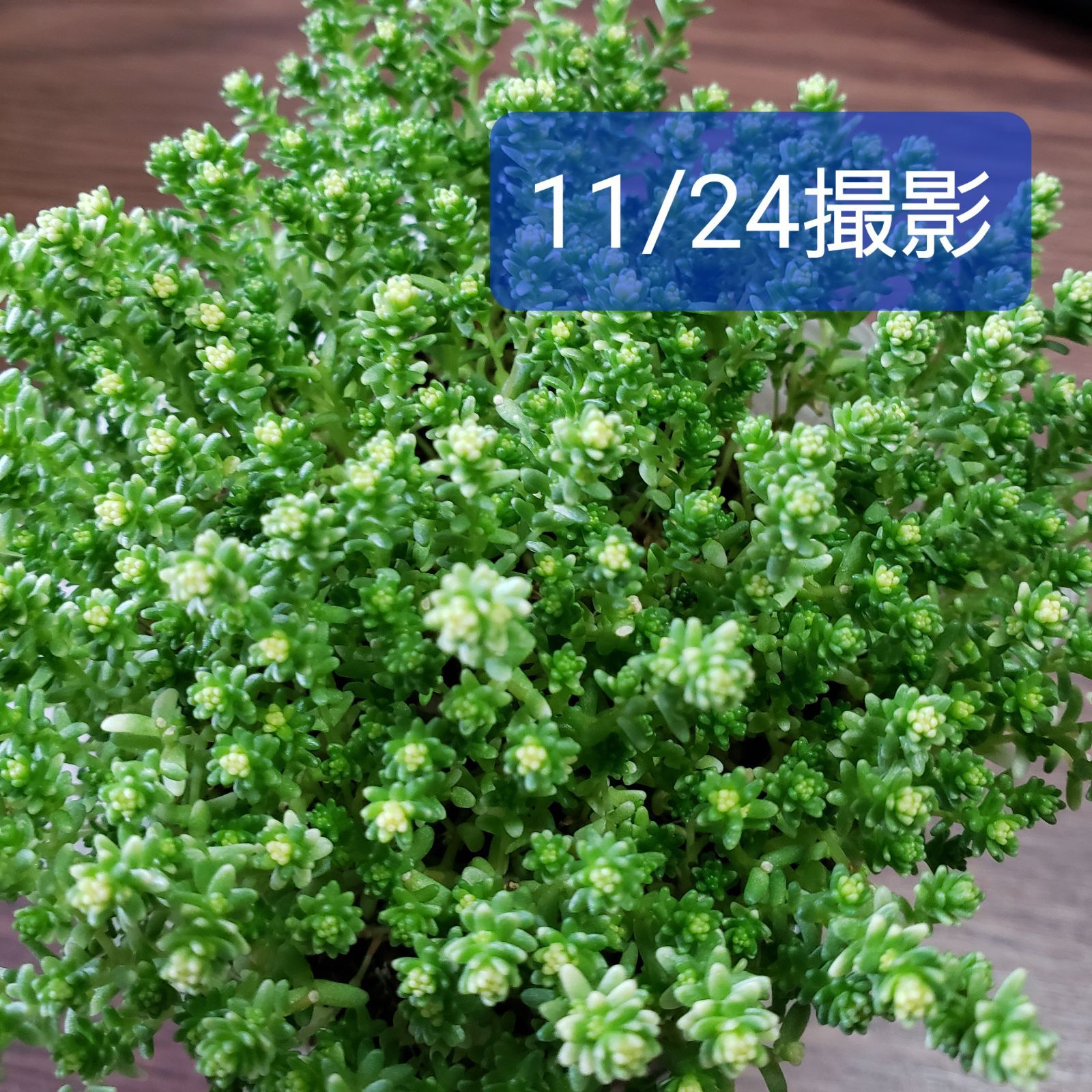 人気ブランド新作豊富 多肉植物 アクレアウレウム 抜き苗 iauoe.edu.ng