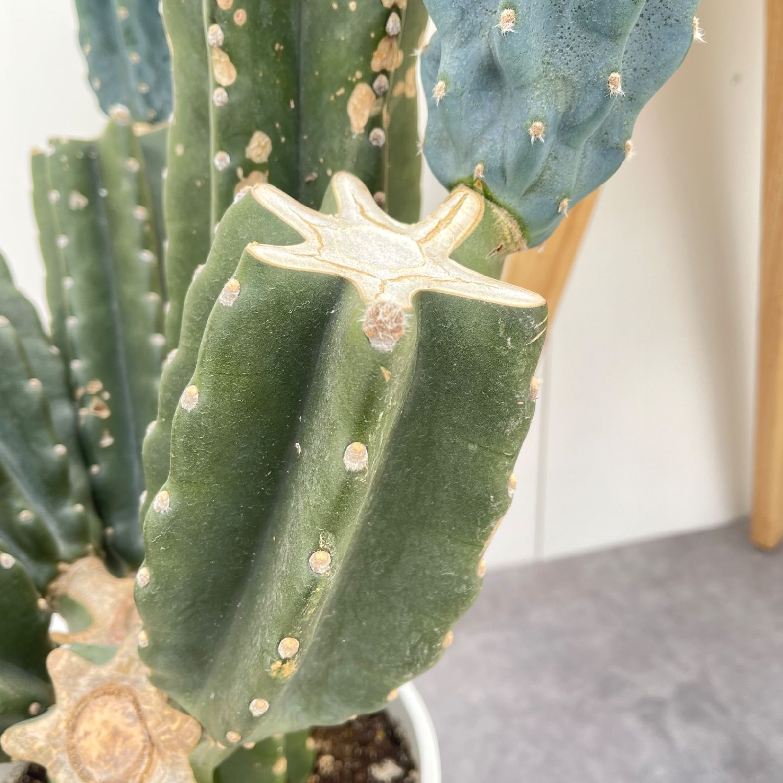 柱サボテン ブランチ 10【現品】観葉植物 室内 ドライガーデン 大型
