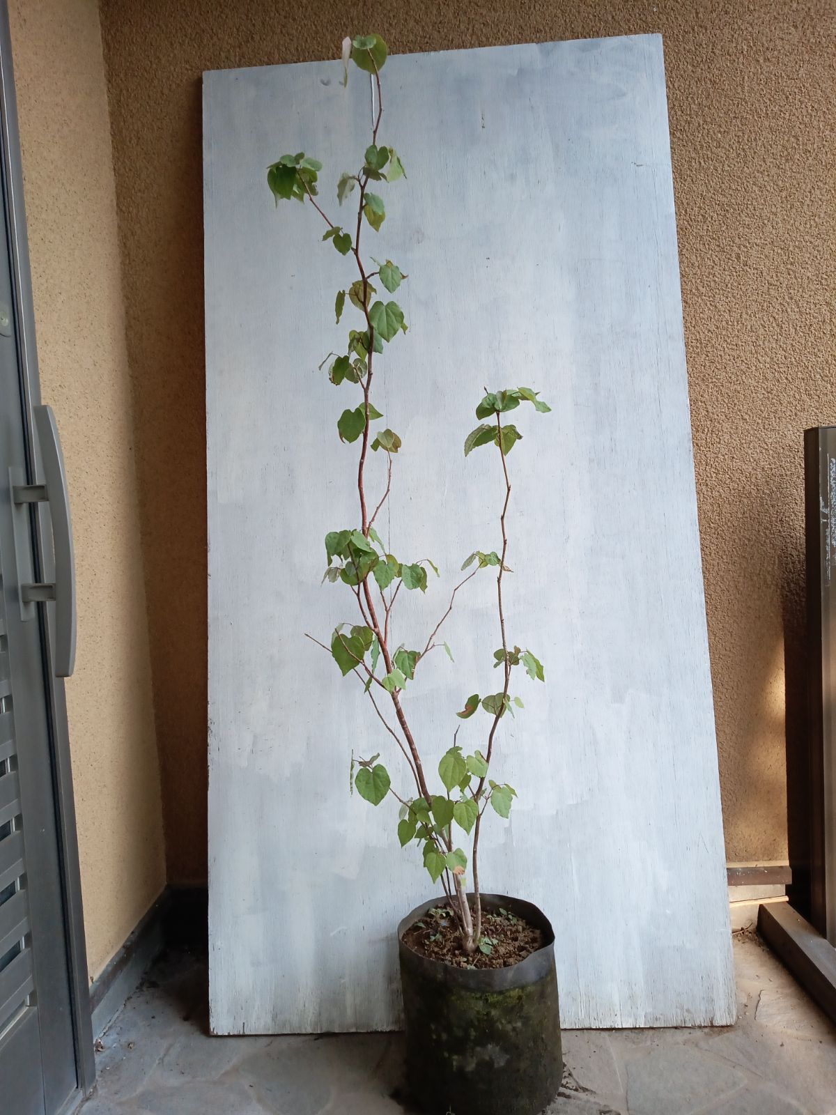 モミジ 鴫立沢 １２０センチ※ - 植物/観葉植物