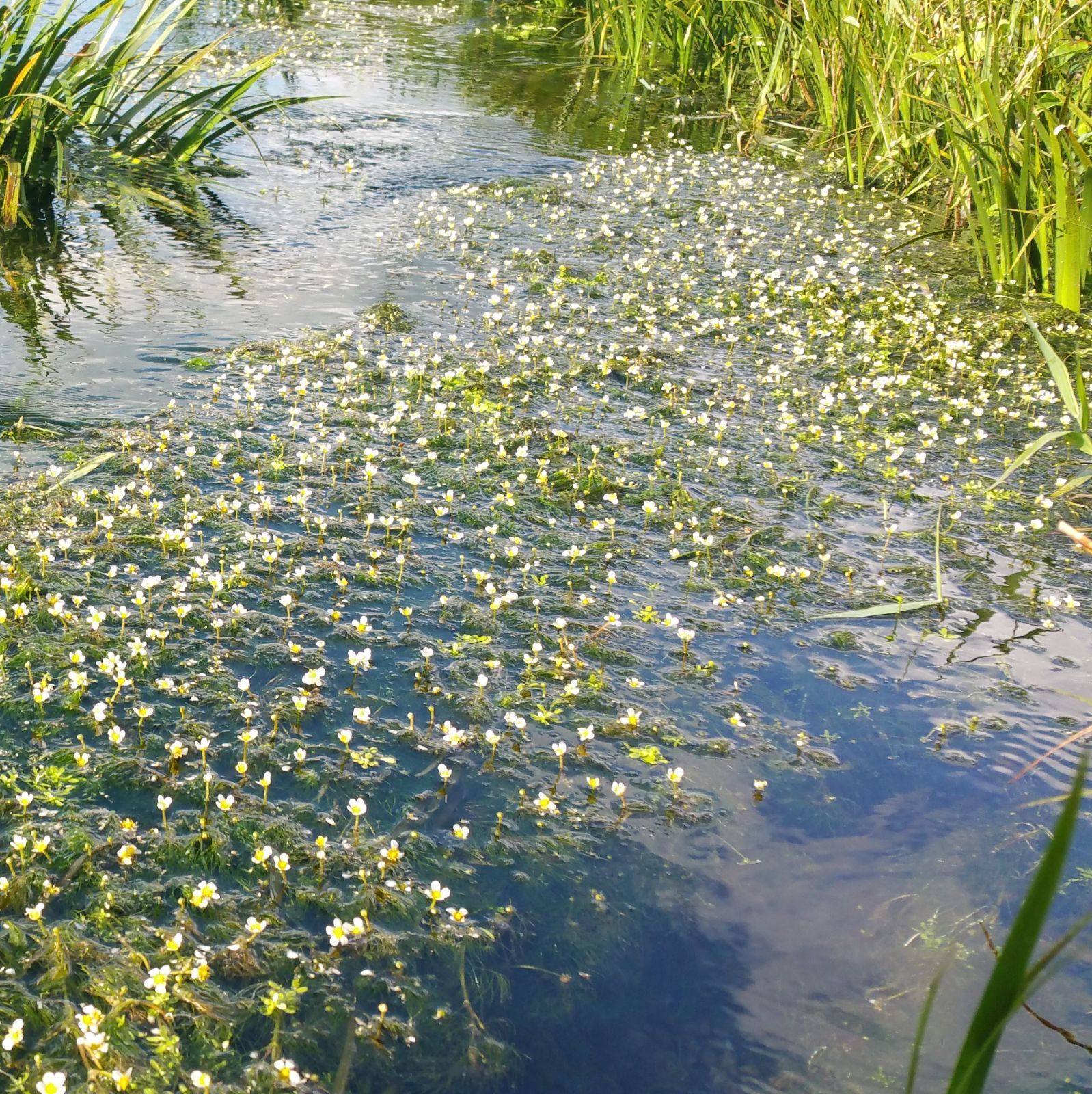 クール発送50本以上 稀少種ヒメバイカモ 日本の水草【アナカリスも