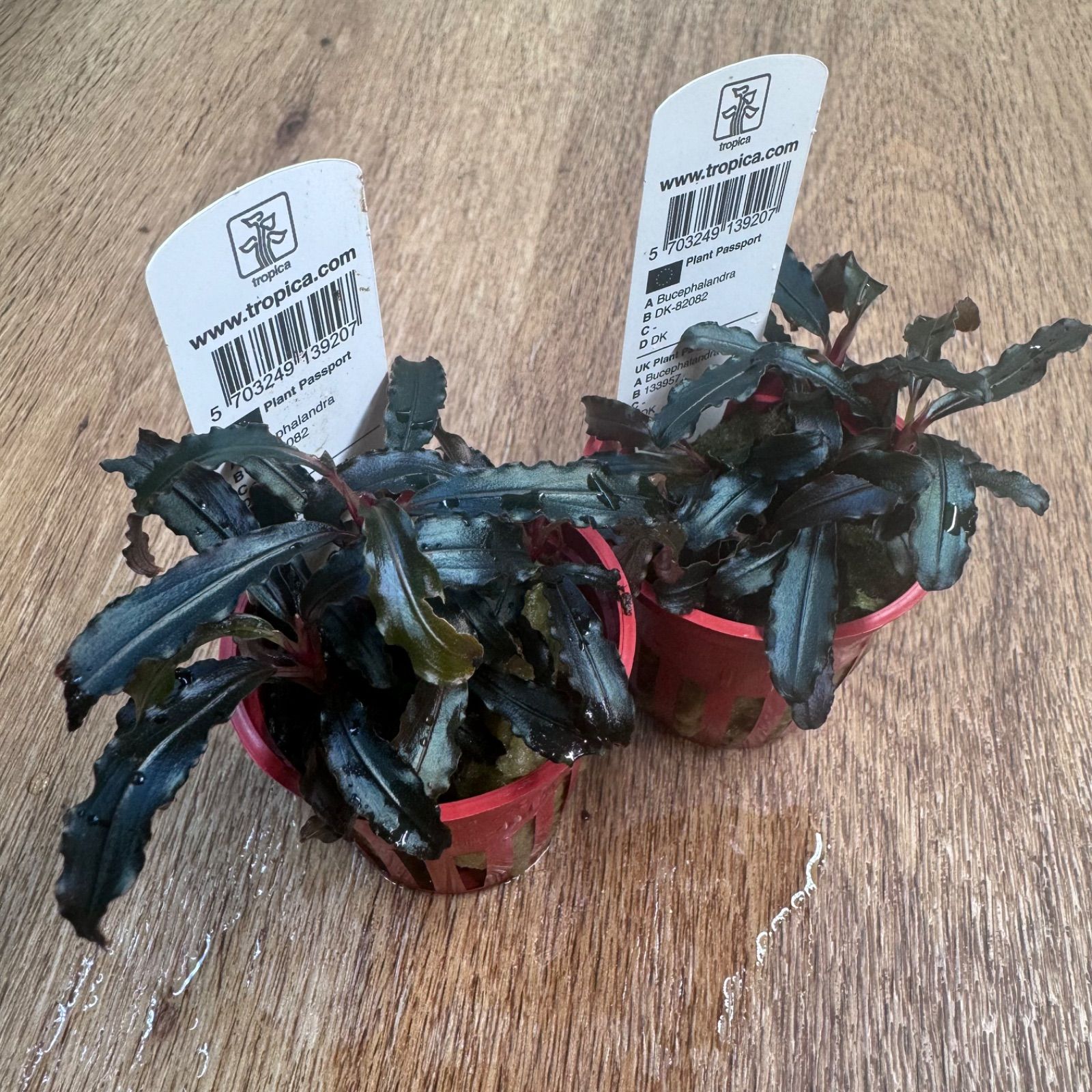 2POT