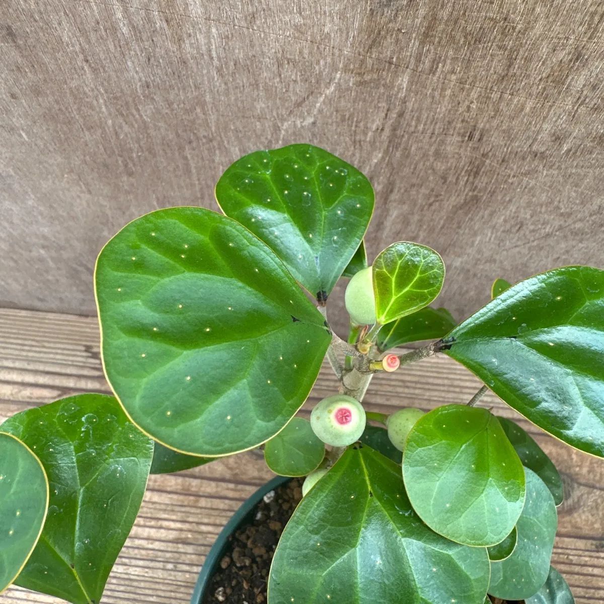 サンプル】フィカス ゴールドコイン Ficus deltoidea フィカス デルトイデア コバンボダイジュ 観葉植物 観葉 植物 珍奇 珍しい レア  希少 インテリア プレゼント おしゃれ かわいい リビング おうち時間 グリーン アートプランツ
