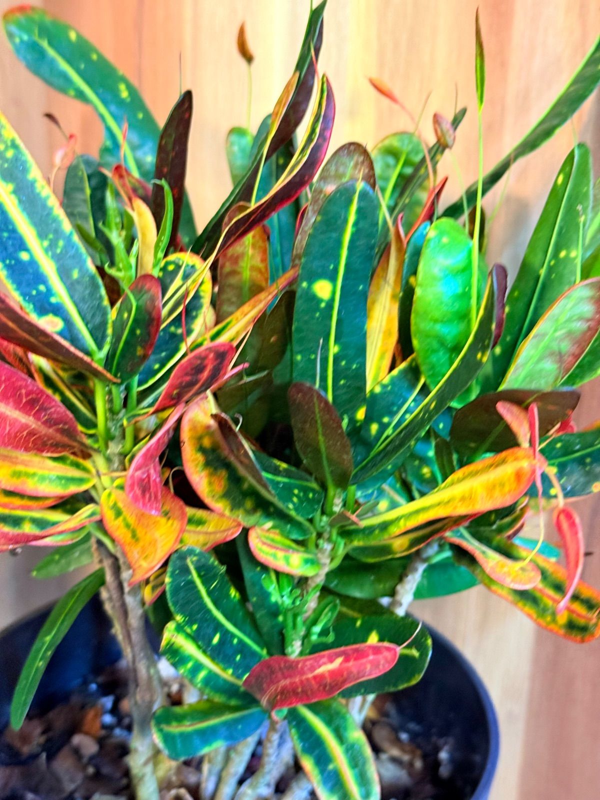 クロトン。黄色。大型。観葉植物。鉢ごと無料で発送致します。