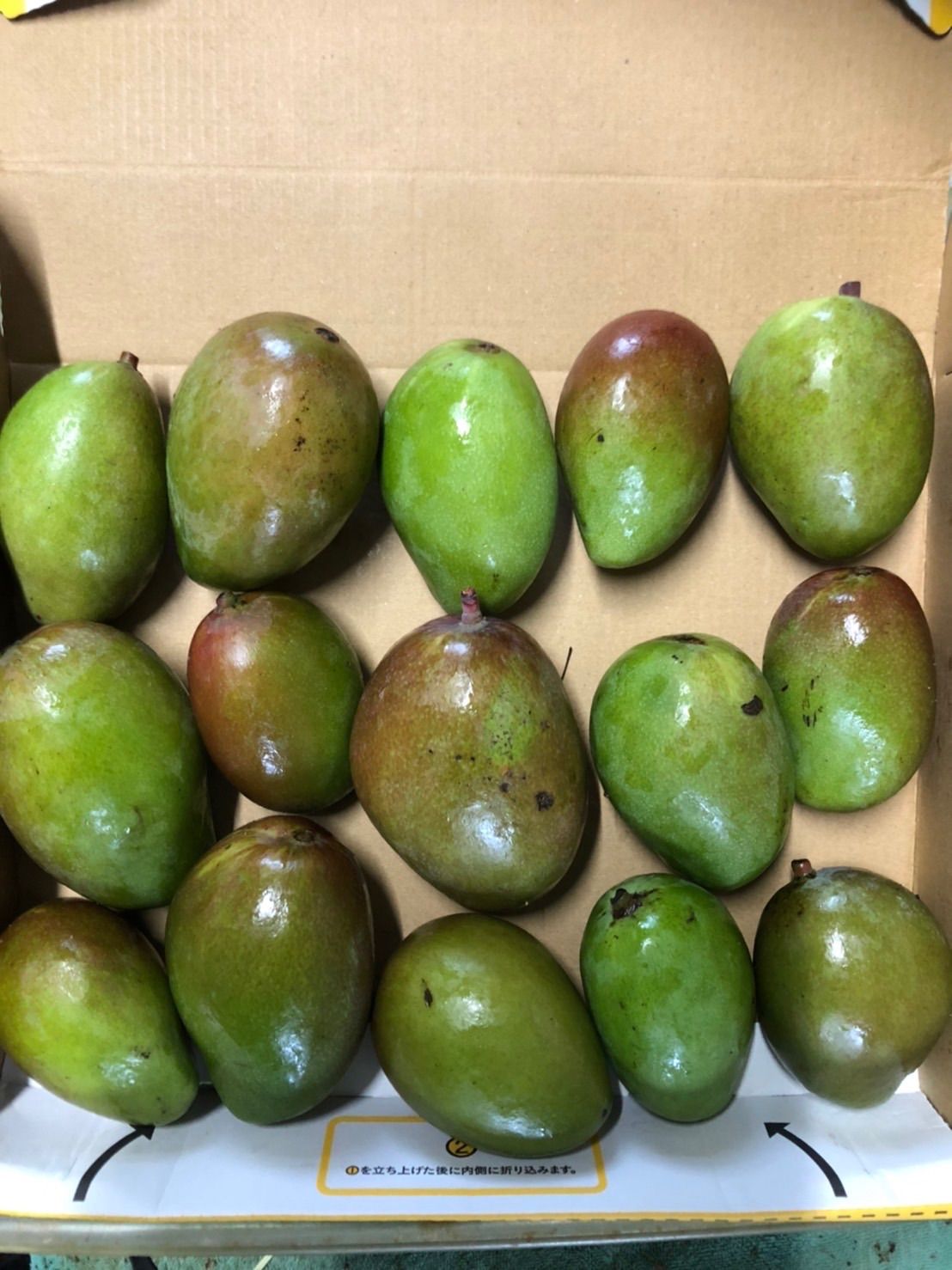 世界の 【緑/青10-1】約9.4kg グリーンマンゴー 青マンゴー 摘果
