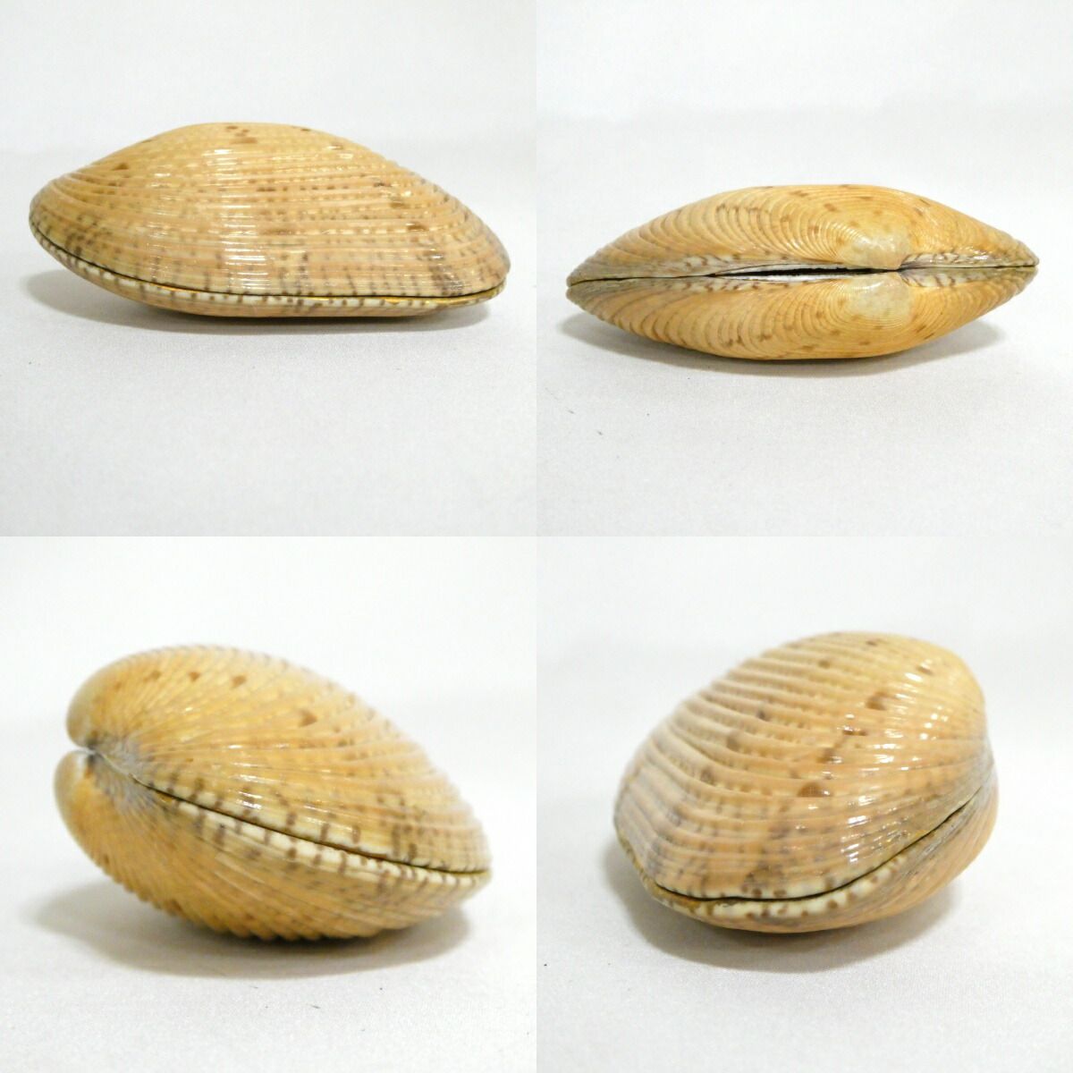 九月の特売品 香川県 藤岡研斎作 波図 貝香合 茶道具 USTAUSTRALIA_COM_AU