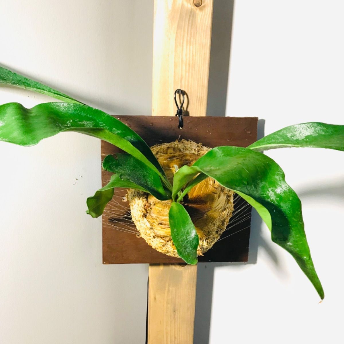 メルカリshops No019 貯水葉が大きいビフルカツム ビカクシダ 板付 観葉植物