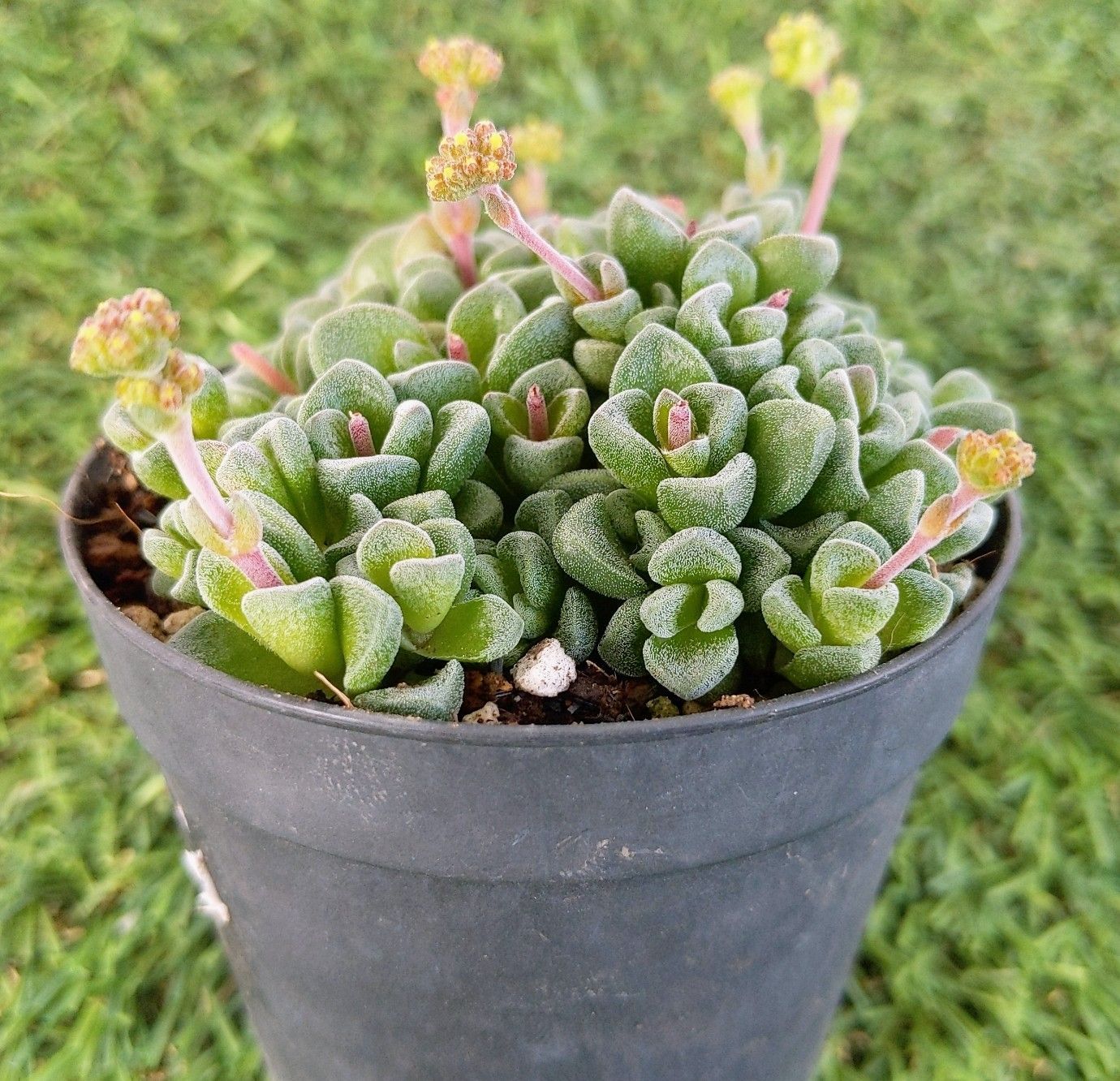あめちゃん〜クラッスラ フェンウッド 抜き苗 多肉植物 - メルカリ
