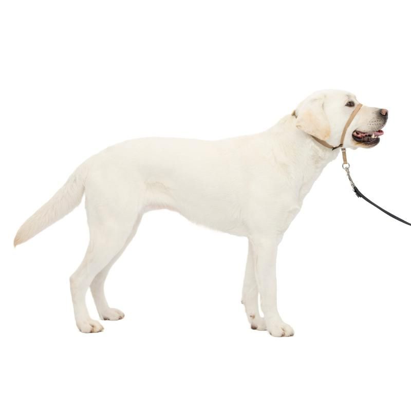 PetSafe（ペットセーフ）犬の引っ張り防止グッズ ジェントルリーダー ヘッドカラー フォーン（ベージュ）Lサイズ