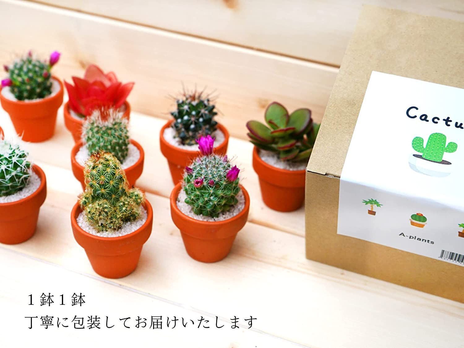 サボテン ６点セット １.５号鉢 (約4.7cm×4.7cm×9cm) 観葉植物
