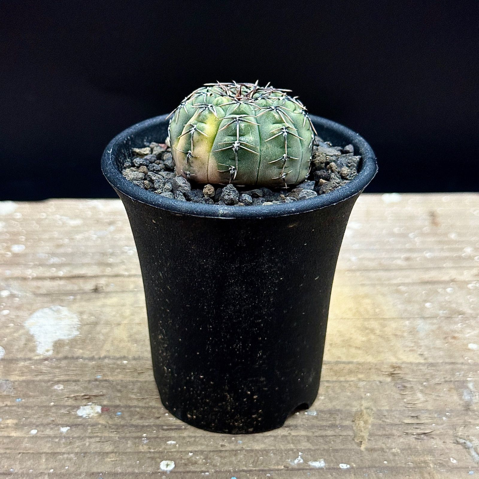 サボテン 怪竜丸錦♪抜き苗