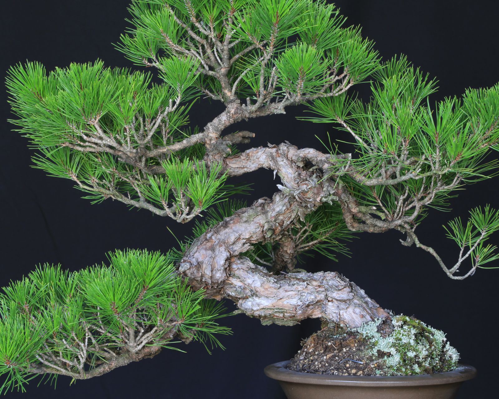 山採り赤松 模様木 中品盆栽【泰寿園 Online】現品 一点物 赤松