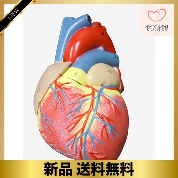 ＭＦＣ 心臓模型 実物大【スタンド付き】 弁 右心房 左心房 右心室 左