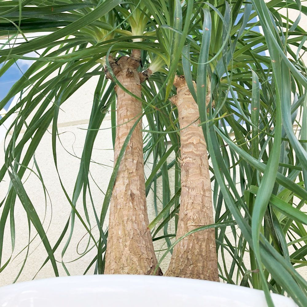 特大 トックリラン ノリナ ポニーテール まんまる トックリラン 特大