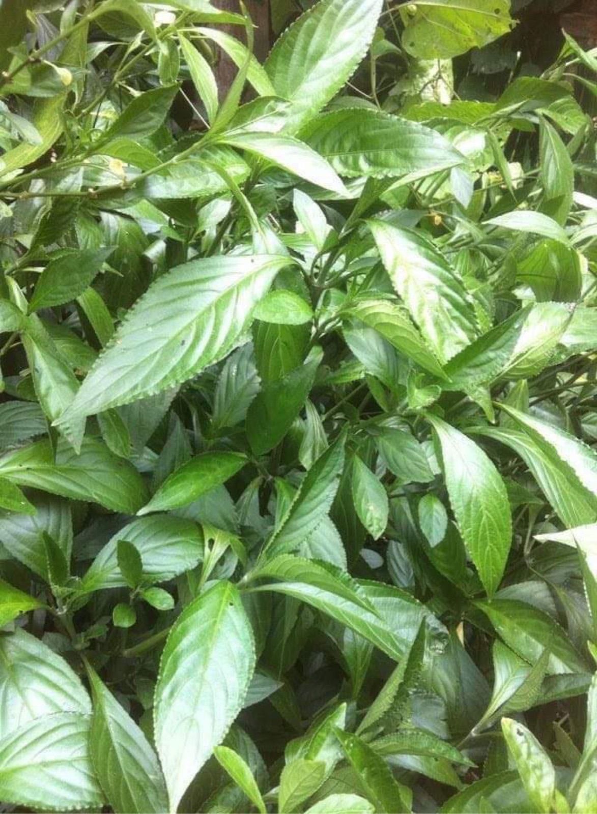 レンテン族の藍染め生地7m反物 藍染め手織り