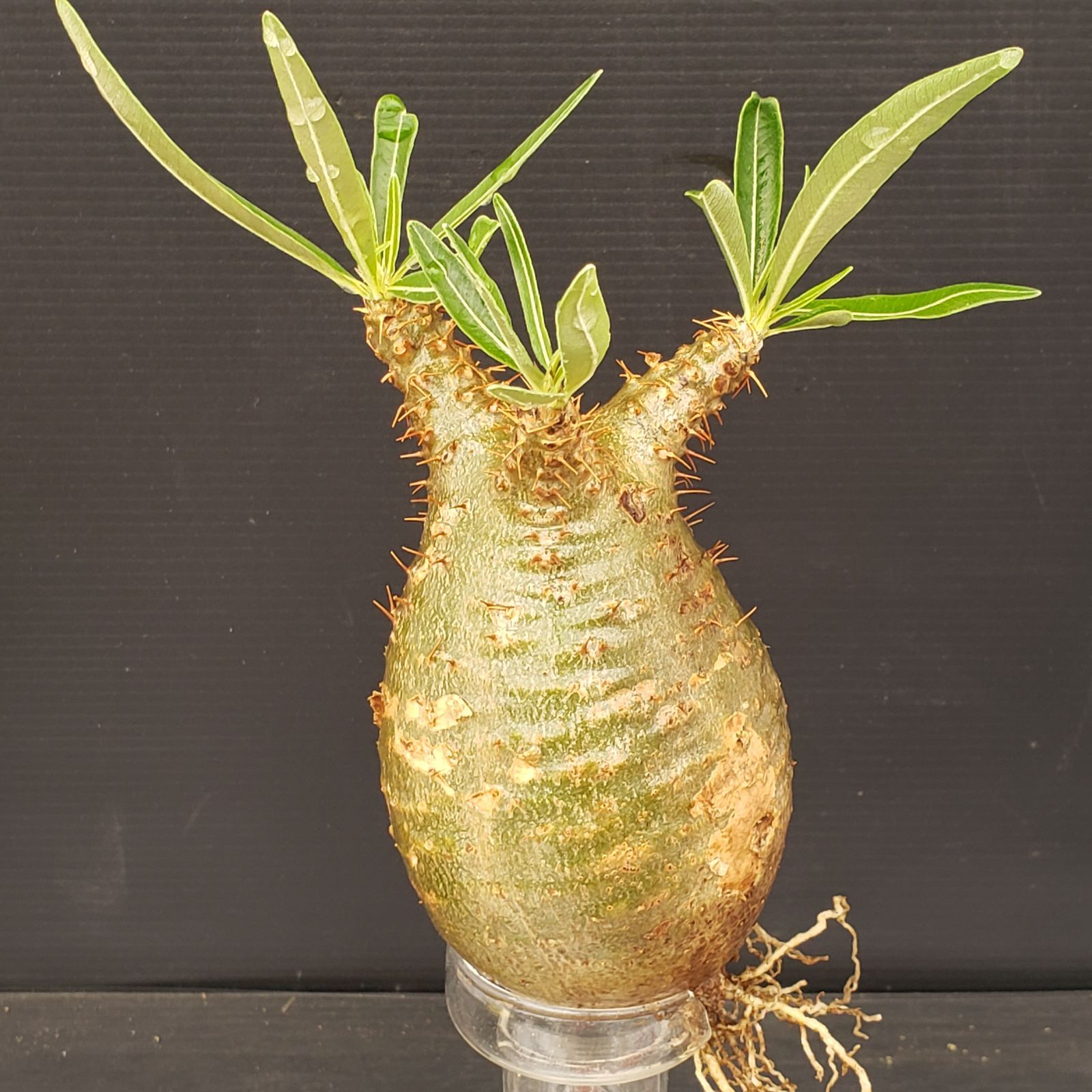 M464【自社養生・発根株】Pachypodium グラキリス（MS）（現地球