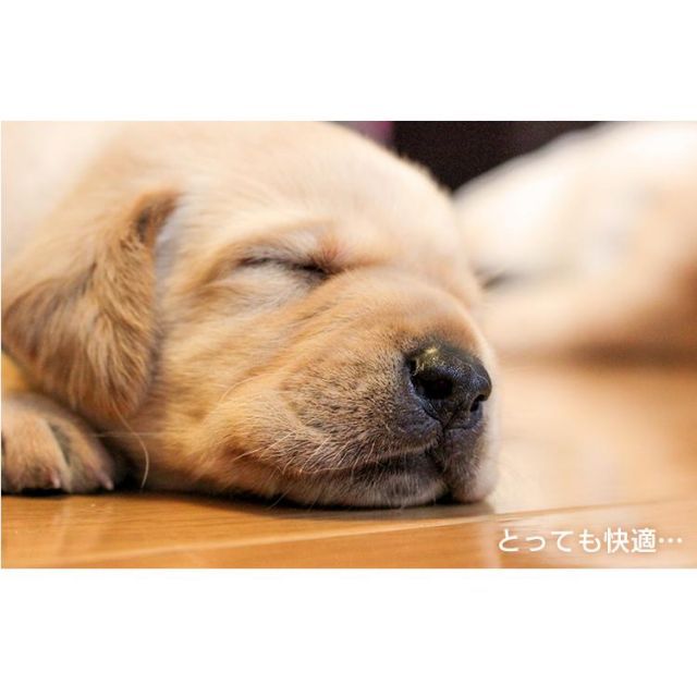 持ち運び