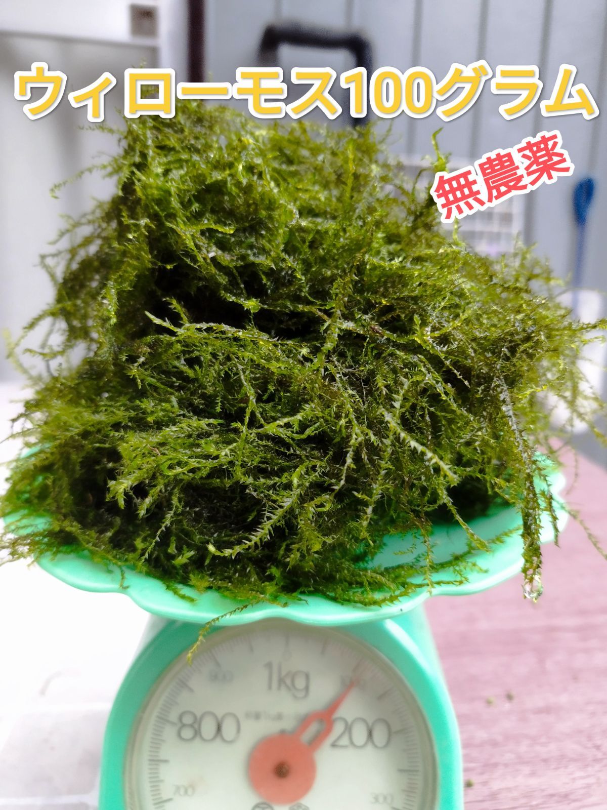 ウィローモス 100g - 水草