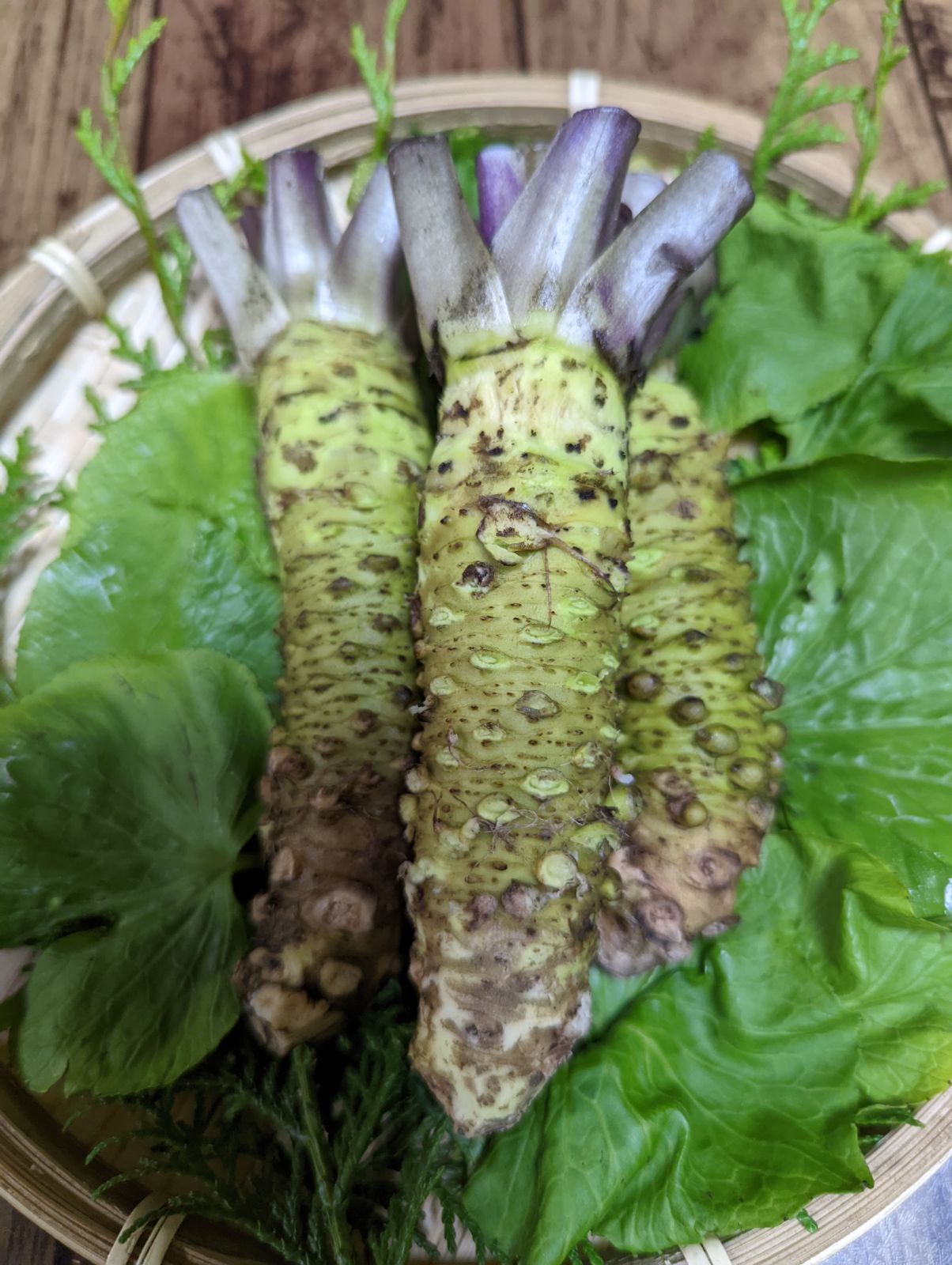 産地直送 伊豆産 本生わさび 中3本〜4本 わさびの茎醤油漬けセット - T